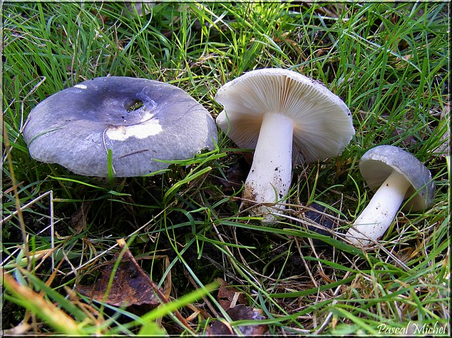 Russule bleu-vert (Russula parazurea)