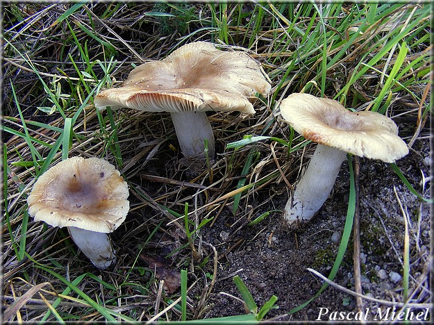 Russule peignée (Russula pectinata), photo 1 sur 5
