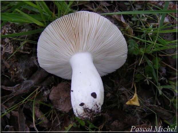 Russule couleur de pêche (Russula persicina), photo 2 sur 3