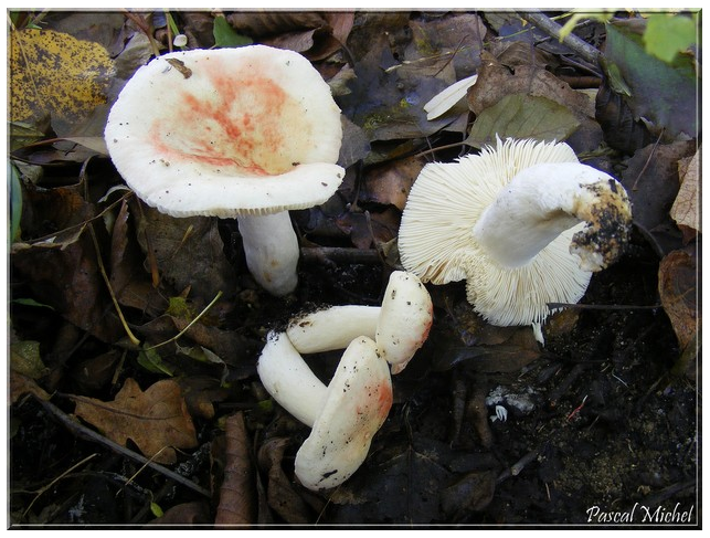 Russula persicina var. intactior