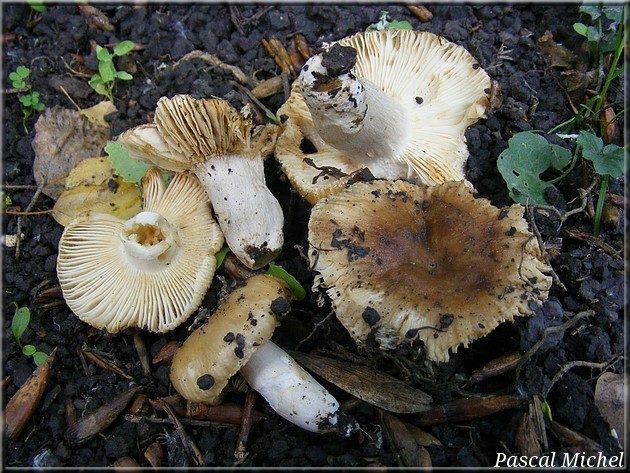 Russule à odeur de baudruche (Russula praetervisa)