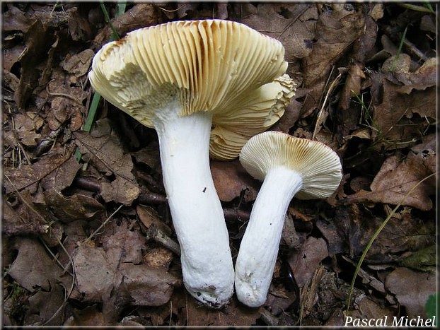 Russule coccinée (Russula pseudointegra), photo 2 sur 2