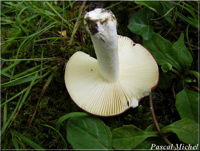Russule écrevisse des saules (Russula subrubens), photo 2 sur 3