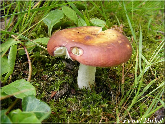 Russule écrevisse des saules (Russula subrubens), photo 1 sur 3