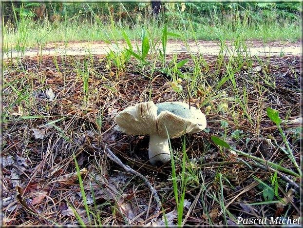 Russule verdoyante (Russula virescens), photo 1 sur 2