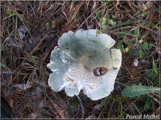 Russule verdoyante (Russula virescens), photo 2 sur 2