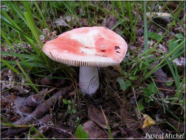 Russule couleur de pêche (Russula persicina), photo 1 sur 3