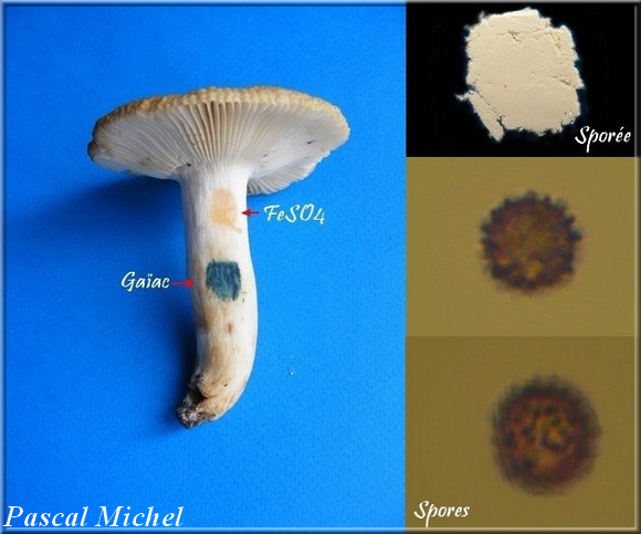 Russula foetens