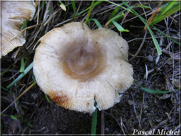 Russule peignée (Russula pectinata), photo 2 sur 5
