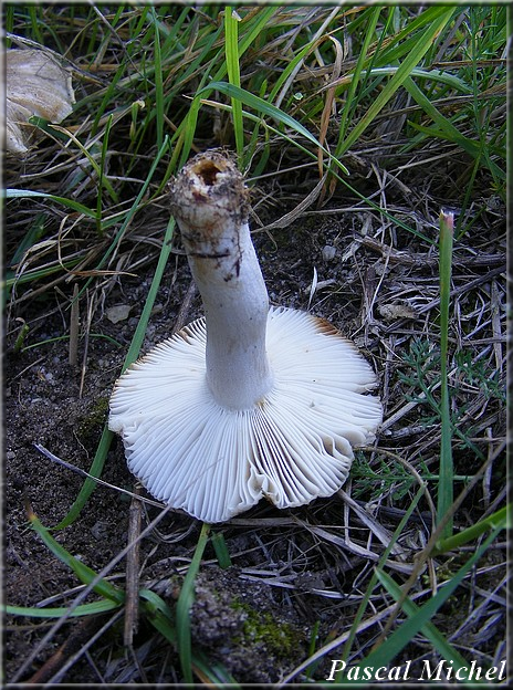Russule peignée (Russula pectinata), photo 3 sur 5
