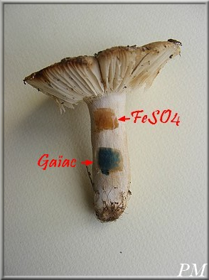 Russule peignée (Russula pectinata), photo 4 sur 5