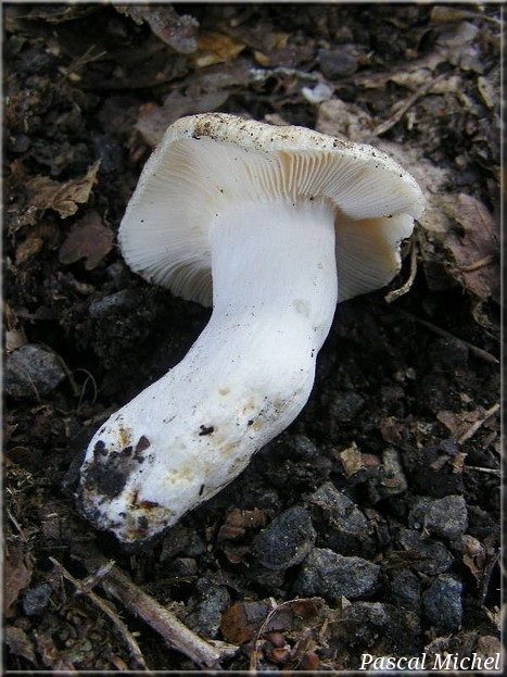 Russule à odeur spermatique (Russula sororia), photo 2 sur 2