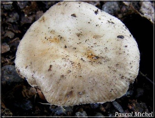 Russule à odeur spermatique (Russula sororia), photo 1 sur 2