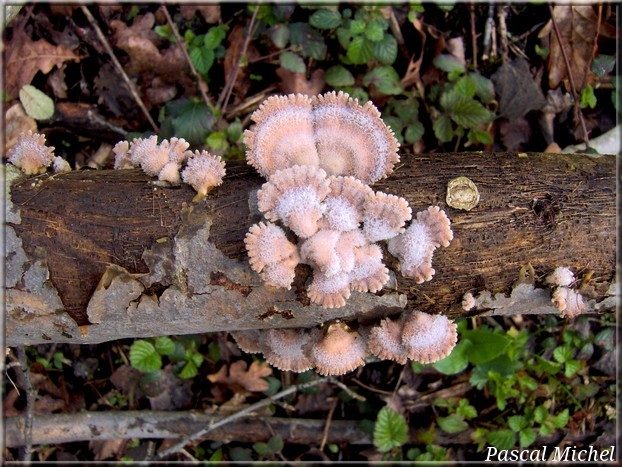 Schizophylle commun (Schizophyllum commune), photo 1 sur 2