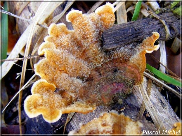 Stérée hirsute (Stereum hirsutum), photo 1 sur 2