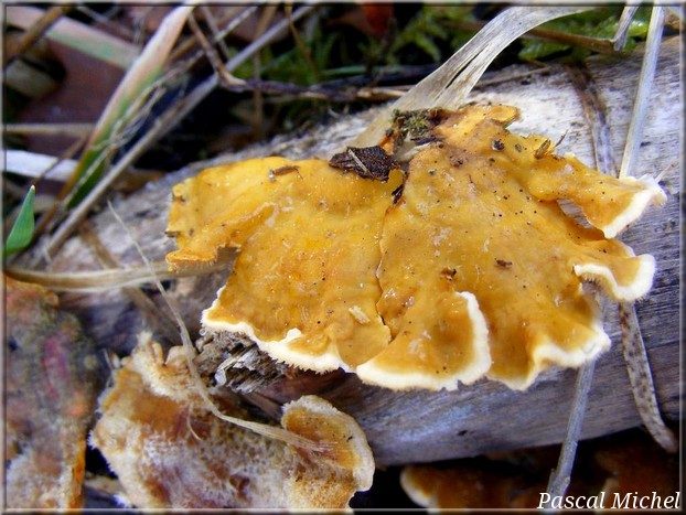Stérée hirsute (Stereum hirsutum), photo 2 sur 2
