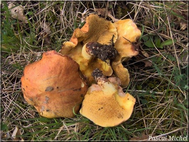 Bolet des bouviers (Suillus bovinus)