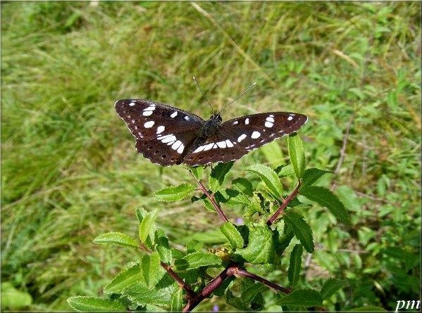 Sylvain azuré (Limenitis reducta), photo 1 sur 2