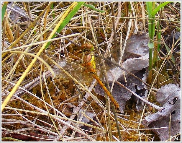 Sympétrum sanguin (Sympetrum sanguineum), photo 7 sur 8