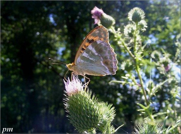 Tabac d'Espagne (Argynnis paphia), photo 2 sur 5