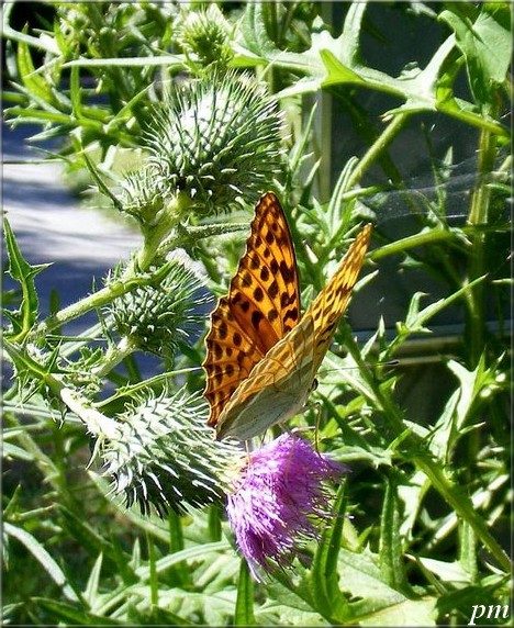 Tabac d'Espagne (Argynnis paphia), photo 3 sur 5