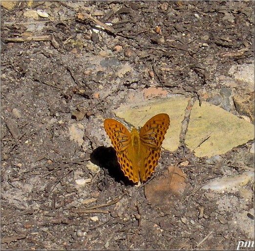 Tabac d'Espagne (Argynnis paphia), photo 4 sur 5