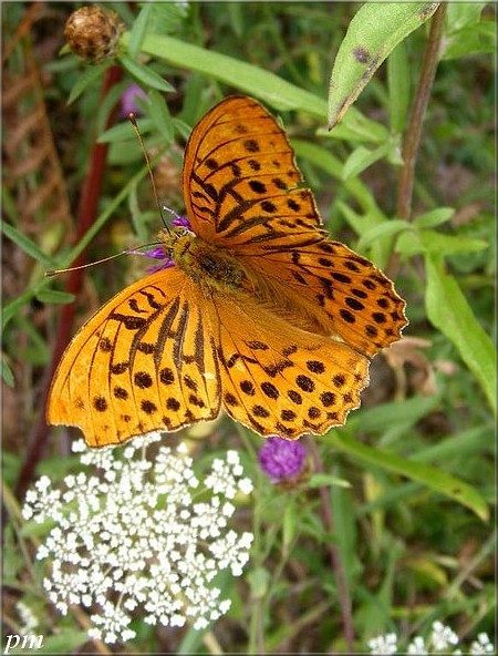 Tabac d'Espagne (Argynnis paphia), mâle Femelle, photo 2 sur 3