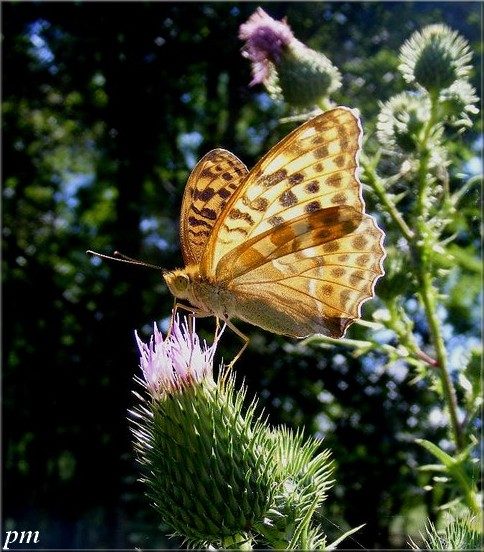 Tabac d'Espagne (Argynnis paphia), photo 1 sur 5