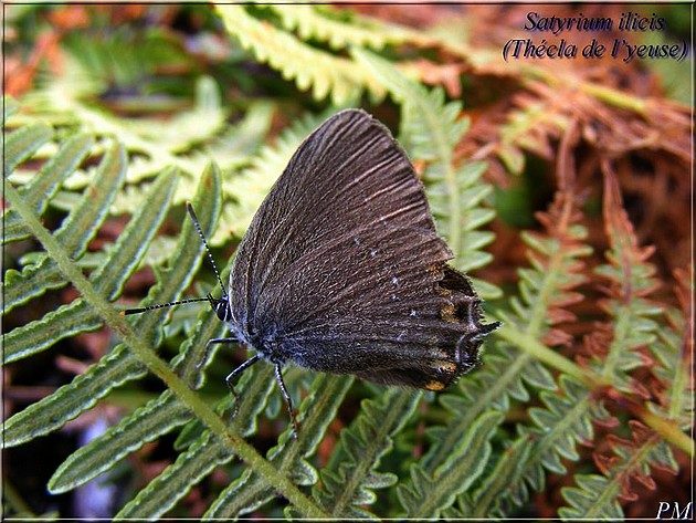 Thécla de l'Yeuse (Satyrium ilicis), photo 2 sur 2