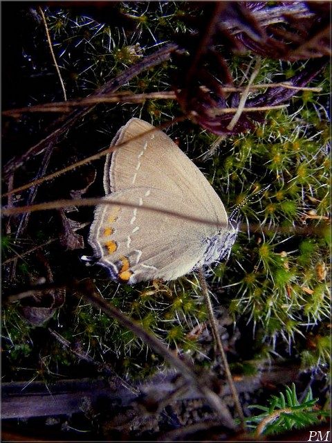 Thécla de l'Yeuse (Satyrium ilicis), photo 1 sur 2