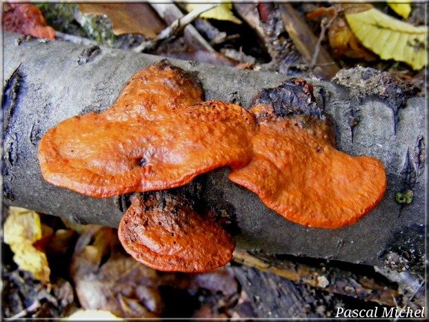 Tramète rouge cinabre (Pycnoporus cinnabarinus)