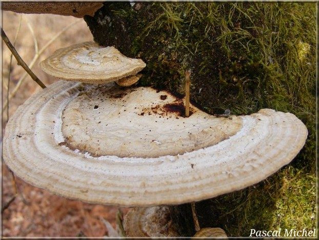 Tramète rougissante (Daedaleopsis confragosa), photo 1 sur 3