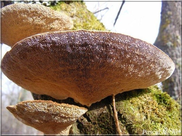 Tramète rougissante (Daedaleopsis confragosa), photo 2 sur 3