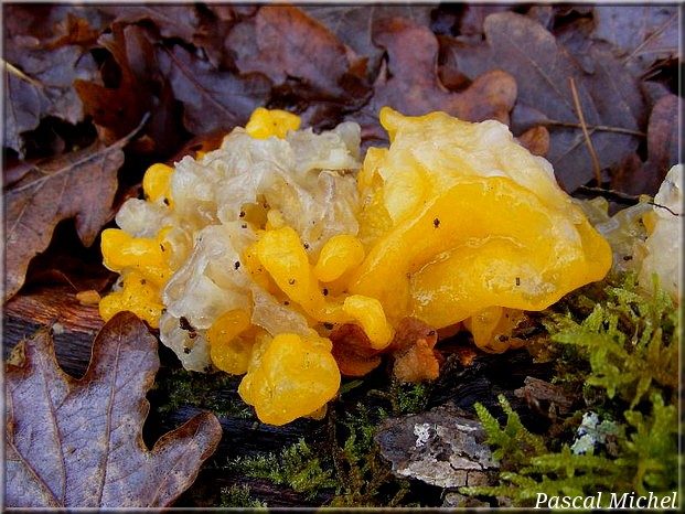 Trémelle orangée (Tremella aurantia), photo 1 sur 2
