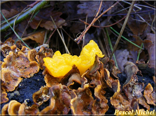 Trémelle orangée (Tremella aurantia), photo 2 sur 2