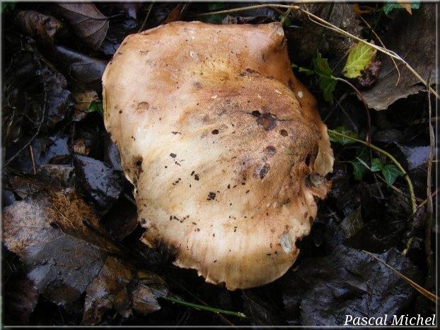 Tricholome des peupliers (Tricholoma populinum), photo 1 sur 2