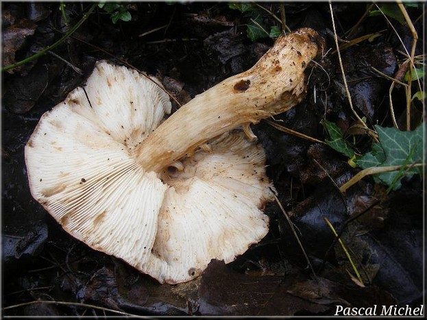 Tricholome des peupliers (Tricholoma populinum), photo 2 sur 2