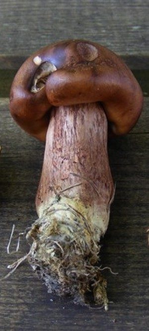 Tricholoma pseudonictitans, photo 1 sur 2