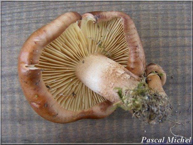 Tricholoma pseudonictitans, photo 2 sur 2