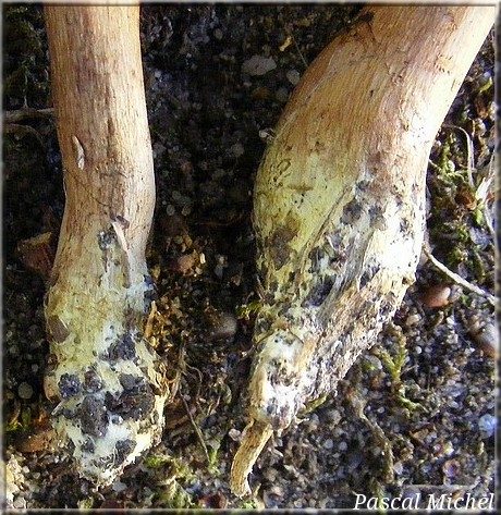 Tricholome des chênaies (Tricholoma quercetorum), photo 2 sur 2