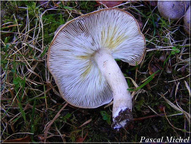 Tricholome jaunissant (Tricholoma scalpturatum), photo 2 sur 2