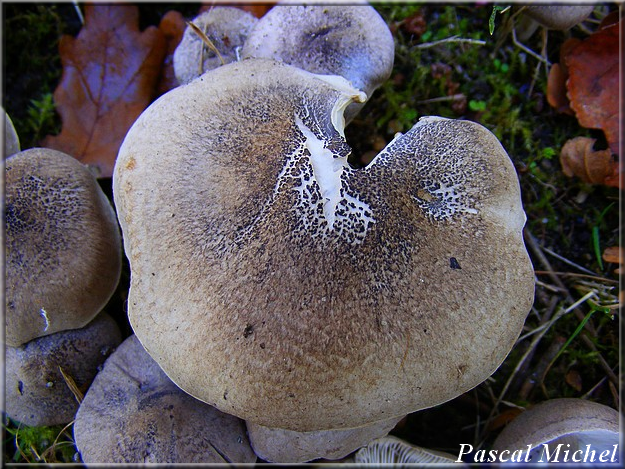 Tricholome jaunissant (Tricholoma scalpturatum), photo 1 sur 2