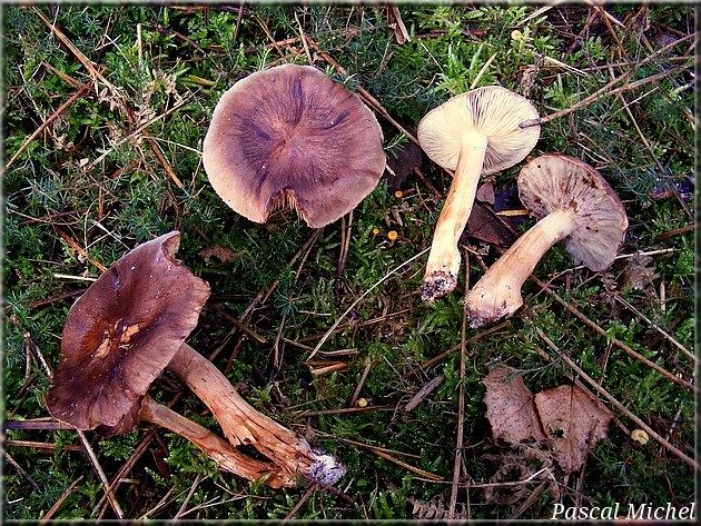 Tricholome constant (Tricholoma stans), photo 1 sur 3