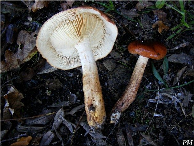 Tricholome faux-brûlé (Tricholoma ustaloides), photo 3 sur 4