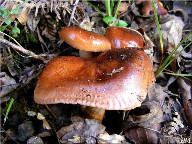 Tricholome faux-brûlé (Tricholoma ustaloides), photo 2 sur 4