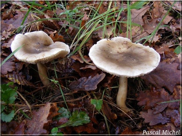 Tricholome à odeur de savonnette (Tricholoma saponaceum), photo 1 sur 2