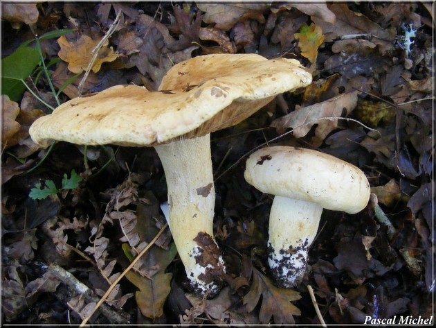 Tricholome acerbe (Tricholoma acerbum), photo 1 sur 2