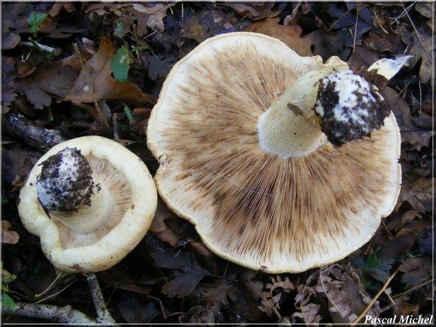 Tricholome acerbe (Tricholoma acerbum), photo 2 sur 2