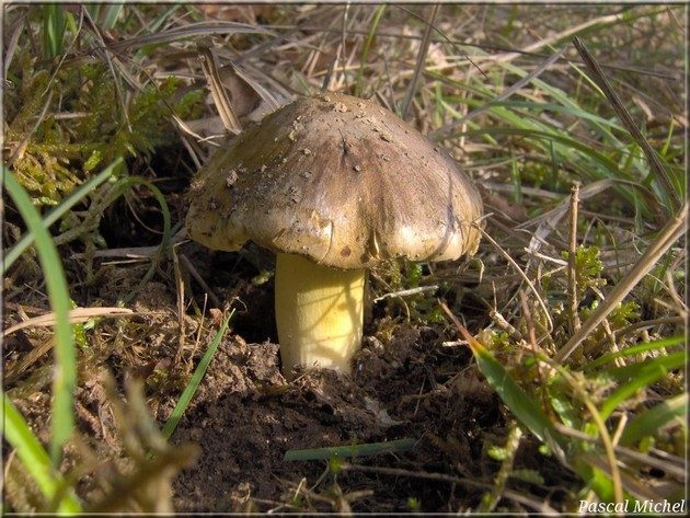 Tricholome prétentieux (Tricholoma portentosum)
