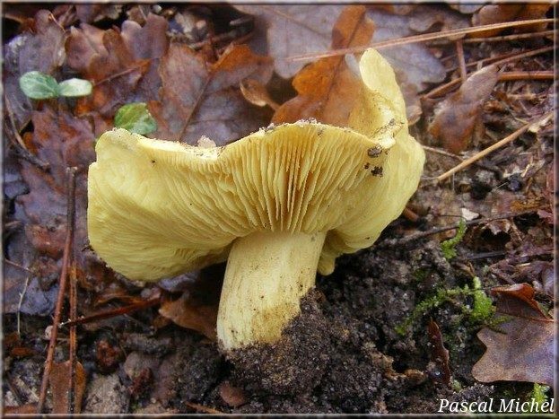 Tricholome équestre (Tricholoma equestre), photo 1 sur 2
